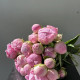 Пионы розовые Голландия